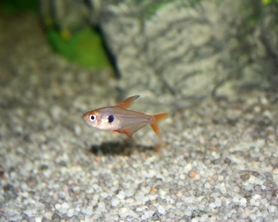 freshwater fish - hyphessobrycon callistus - red minor serpae tetra stocking in 65 gallons tank - My Serpae Tetra lying low.
