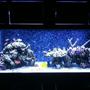 180 gallons reef tank (mostly live coral and fish) - reef