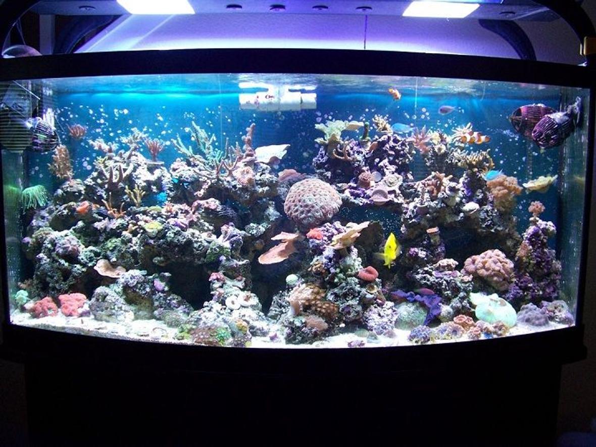 180 gallons reef tank (mostly live coral and fish) - 72g