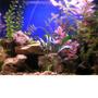 55 gallons planted tank (mostly live plants and fish) - 55 gallon frrshwater tank