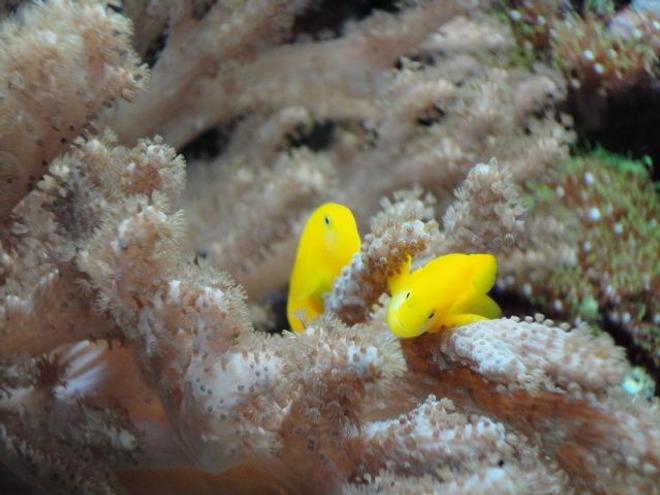 saltwater fish - gobiodon okinawae - clown goby, yellow stocking in 39 gallons tank - Yellow Clown Gobies