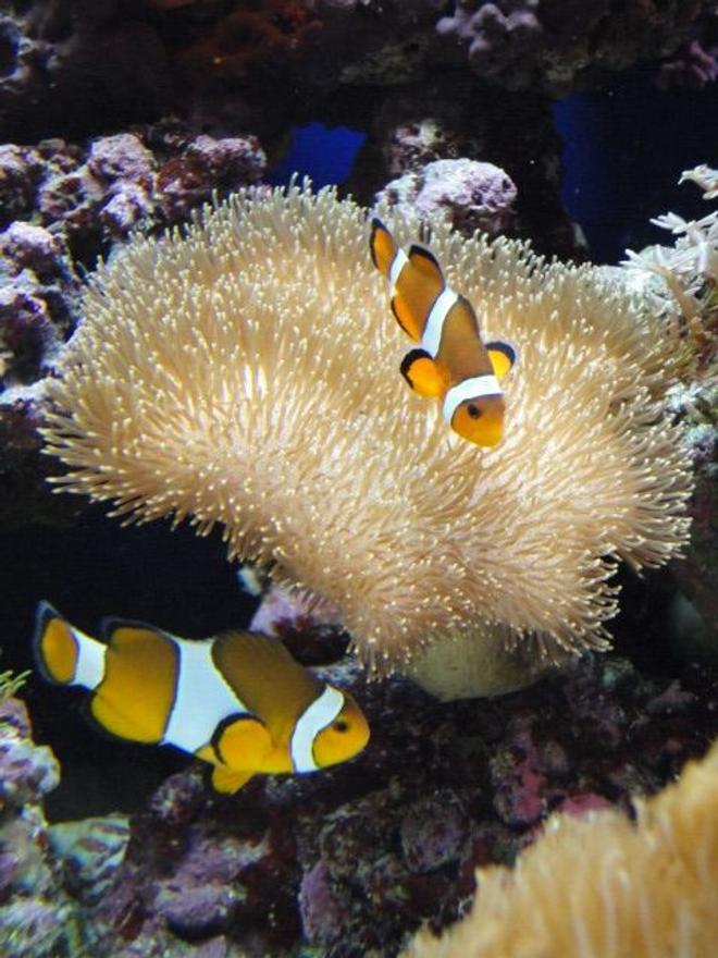 saltwater fish - amphiprion percula - true percula clownfish stocking in 39 gallons tank - Clown Fish