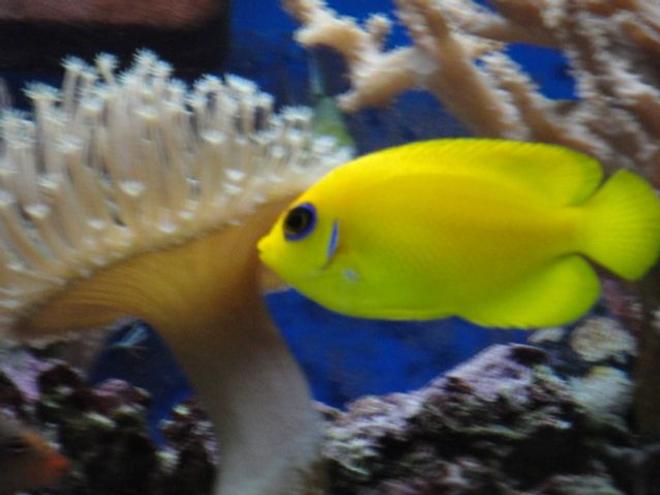saltwater fish - centropyge flavissima - lemonpeel angelfish stocking in 39 gallons tank - Lemonpeel angel.....absolutely stunning fish, but a nightmare to photograph….they are quick…