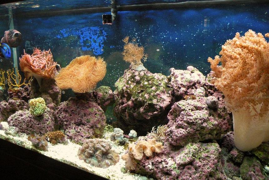 Rated #77: 75 Gallons Reef Tank - My tank 6months later. This picture really doesn't do it much justice! PLEASE BELIEVE ME.... IT LOOKS A HELL OF A LOT BETTER IN  PERSON!