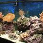 75 gallons reef tank (mostly live coral and fish) - My tank 6months later. This picture really doesn't do it much justice! PLEASE BELIEVE ME.... IT LOOKS A HELL OF A LOT BETTER IN PERSON!