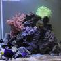55 gallons reef tank (mostly live coral and fish) - my 55 galon reef and fish tank