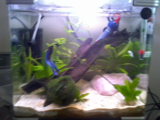 8 gallons planted tank (mostly live plants and fish) - 20ltr arc tank for betta