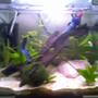 8 gallons planted tank (mostly live plants and fish) - 20ltr arc tank for betta
