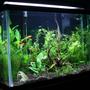 29 gallons planted tank (mostly live plants and fish) - newly scaped tank