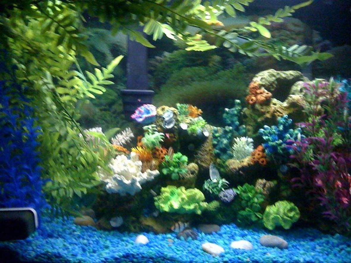 30 gallons freshwater fish tank (mostly fish and non-living decorations) - Colorful Fresh Water Fish Tank