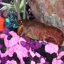 corals inverts - cherax sp. - sunburst fire lobster stocking in 29 gallons tank - My cray hanging out in the rocks.