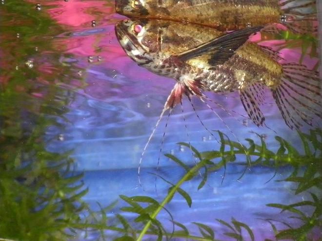 freshwater fish - pantodon buchholzi - african butterflyfish stocking in 29 gallons tank - Grossy, my African butterfly fish.