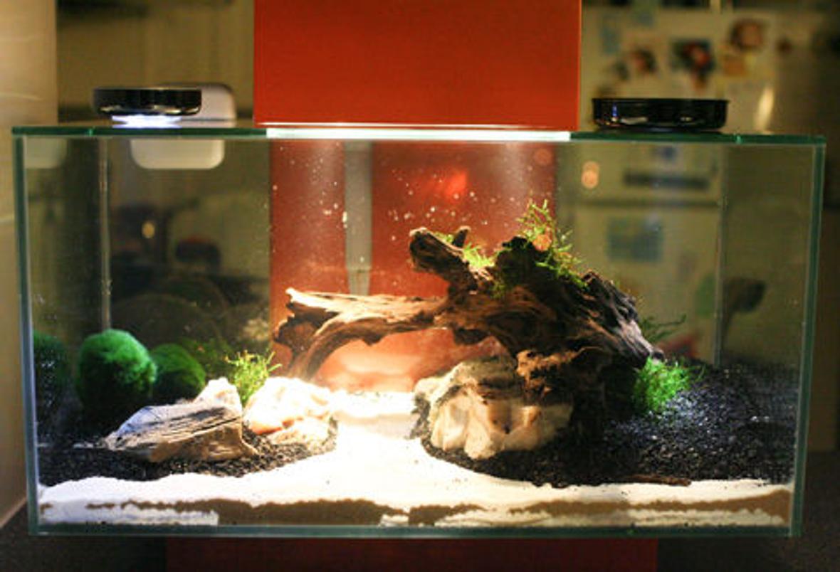 6 gallons planted tank (mostly live plants and fish) - Fluval Edge 6 gallons Moss balls and Java moss