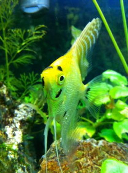 freshwater fish - pterophyllum sp. - koi angel stocking in 55 gallons tank - My angle fish. I'm lucky it loves the camera. when I hold the camera to the tank she just swims over.