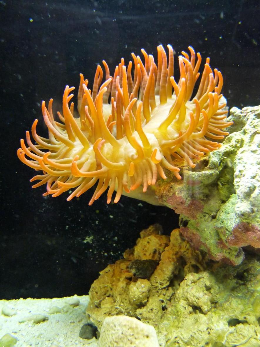 corals inverts - entacmaea quadricolor - rose bulb anemone stocking in 90 gallons tank - This is the larger of the two Rose Bubble Tip Anemone, they both split off of the same one, so they should get along fine in our 90.