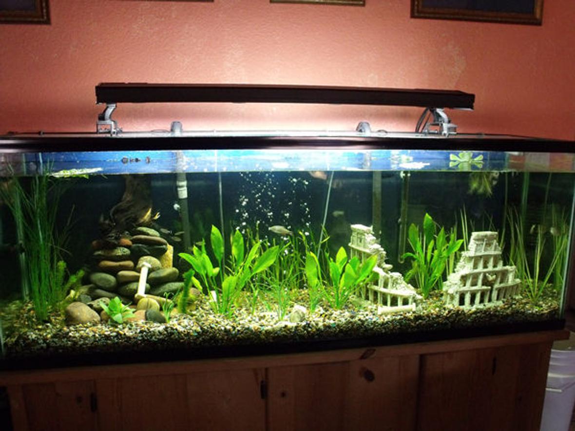 135 gallons planted tank (mostly live plants and fish) - My planted tank.