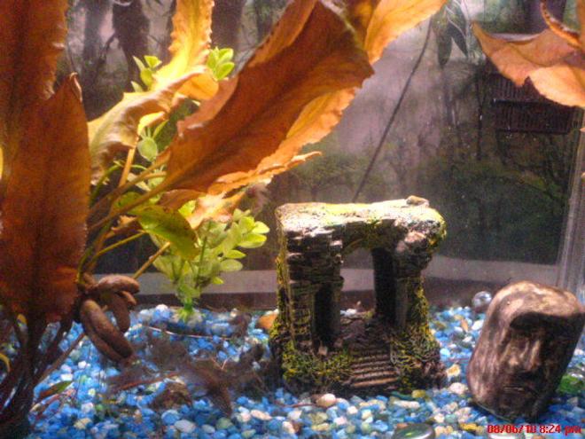 29 gallons planted tank (mostly live plants and fish) - Red plants, blue gravel; the 3-D aquatic
