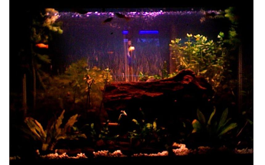 Rated #179: 30 Gallons Planted Tank - Nice piece of driftwood nestled between a variety of plants.