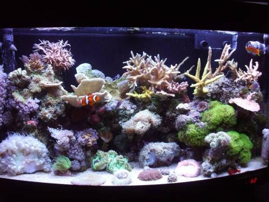 Rated #11: 47 Gallons Reef Tank - 180 litre mixed reef