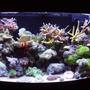 47 gallons reef tank (mostly live coral and fish) - 180 litre mixed reef