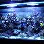 90 gallons reef tank (mostly live coral and fish) - 90 gallon reef