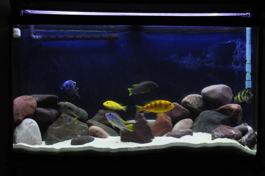 Rated #32: 46 Gallons Freshwater Fish Tank - 46 gallon bow front. Reef sand with rocks from Lake Superior's north shore. Zoo Med T5 HO lighting (1 coral sun actinic, 1 ultra sun 6500k), Rena XP3 canister, and a 200W heater.