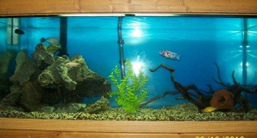 Rated #199: 75 Gallons Freshwater Fish Tank - 75 Gallon Cichlid Tank