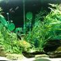 fish tank picture - 2