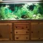 fish tank picture - 5