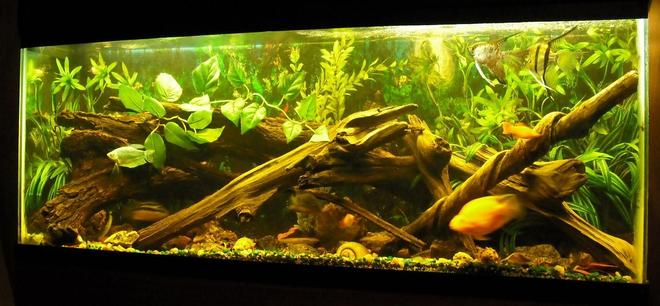 freshwater fish tank (mostly fish and non-living decorations) - 60 gallon mixed fish w/driftwood and fake plants