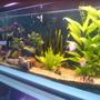 113 gallons planted tank (mostly live plants and fish) - 1