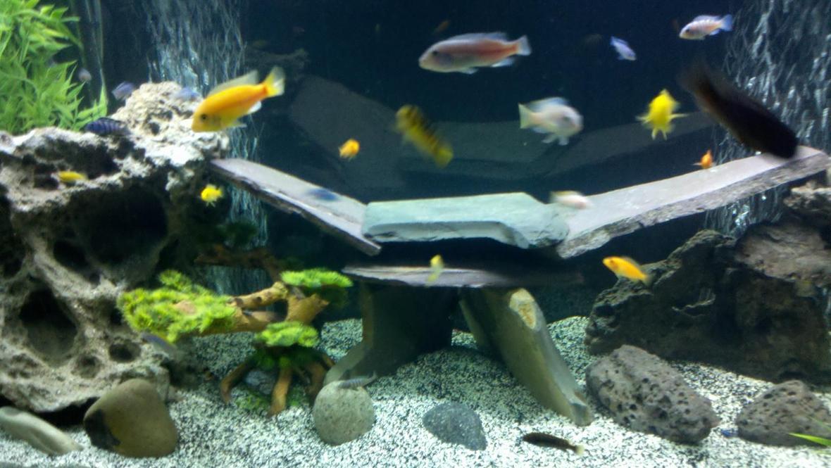 freshwater fish stocking in 90 gallons tank