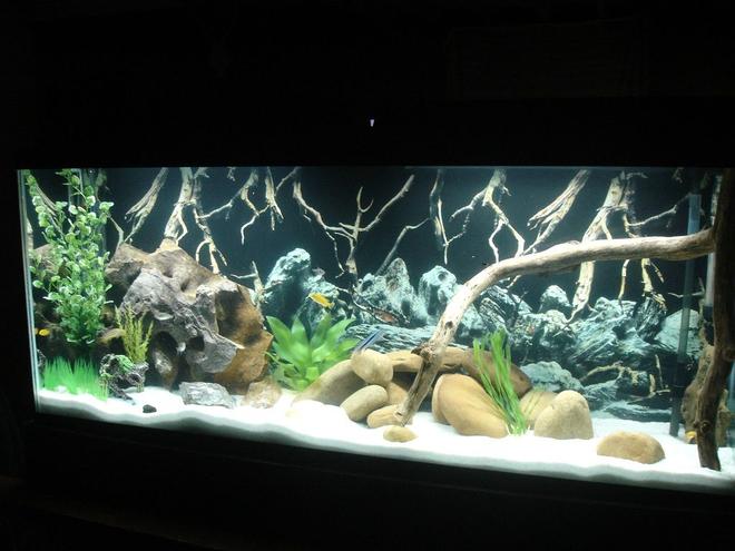 55 gallons freshwater fish tank (mostly fish and non-living decorations) - Marineland 55g Cichlid Tank