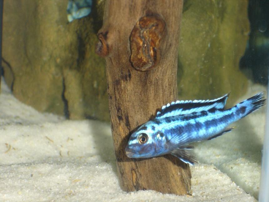 Rated #38: Freshwater Fish - Melanochromis Cyaneorhabdos - Maingano Cichlid Stocking In 55 Gallons Tank - Melanochromis cyaneorhabdos