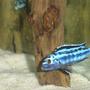 freshwater fish - melanochromis cyaneorhabdos - maingano cichlid stocking in 55 gallons tank - Melanochromis cyaneorhabdos
