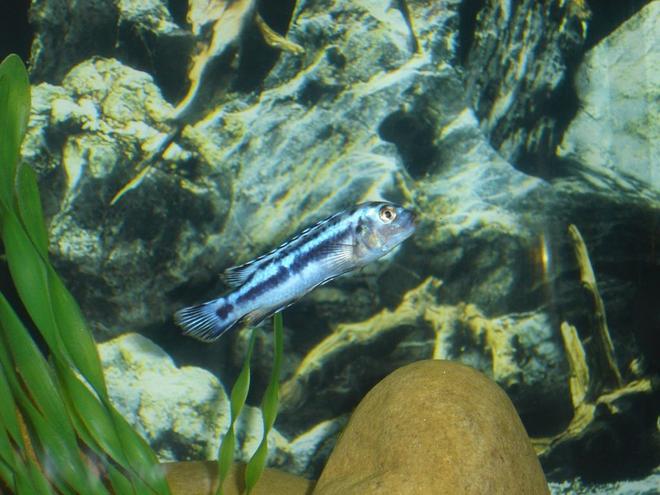 freshwater fish - melanochromis cyaneorhabdos - maingano cichlid stocking in 55 gallons tank - Maingano (Melanochromis cyaneorhabdos)