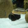 freshwater fish - melanochromis auratus - auratus cichlid stocking in 55 gallons tank - Melanochromis auratus