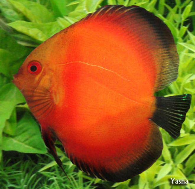 freshwater fish - symphysodon sp. - red discus stocking in 60 gallons tank - my red - white face discuse