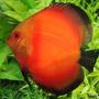 freshwater fish - symphysodon sp. - red discus stocking in 60 gallons tank - my red - white face discuse