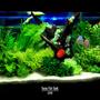 60 gallons reef tank (mostly live coral and fish) - my fish tank