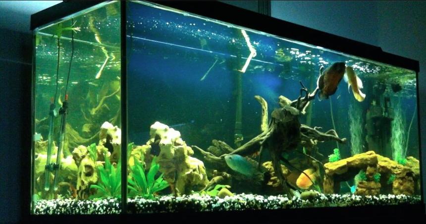 Rated #65: 120 Gallons Freshwater Fish Tank - 120 Gallon Freshwater Setup currently stocked with:
2xOscars
1xBlood Parrot Cichlid
1xBlue Diamond Flowerhorn
5xClown Loaches
1xPleco

In the process of upgrading to a 240 gallon aquarium