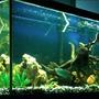120 gallons freshwater fish tank (mostly fish and non-living decorations) - 120 Gallon Freshwater Setup currently stocked with: 2xOscars 1xBlood Parrot Cichlid 1xBlue Diamond Flowerhorn 5xClown Loaches 1xPleco In the process of upgrading to a 240 gallon aquarium