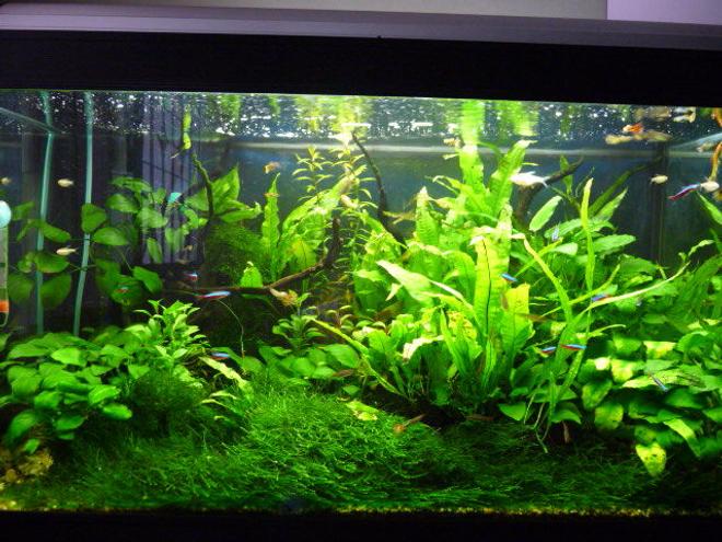 18 gallons planted tank (mostly live plants and fish) - My Planted Tank