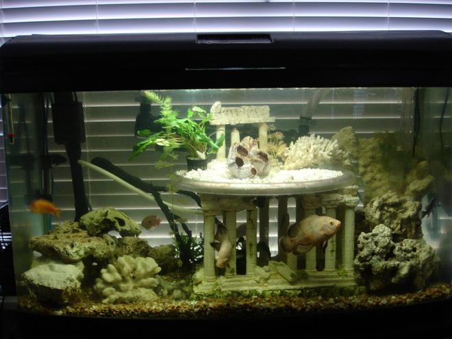 60 gallons freshwater fish tank (mostly fish and non-living decorations) - My favorite part of this tank is the second level which is clear plastic with an under-gravel filter built in. The outer ring holds the air coming from below and holds this air until a pressure is built up and then releases it through various holes drilled in the plastic. The pattern of air bubbles released is never the same and always at intermittent times. With a black light installed the outer ring of trapped air glows creating an incredible visual effect.  All the coral and rock is real and provide a natural environmental element for these brackish fish.