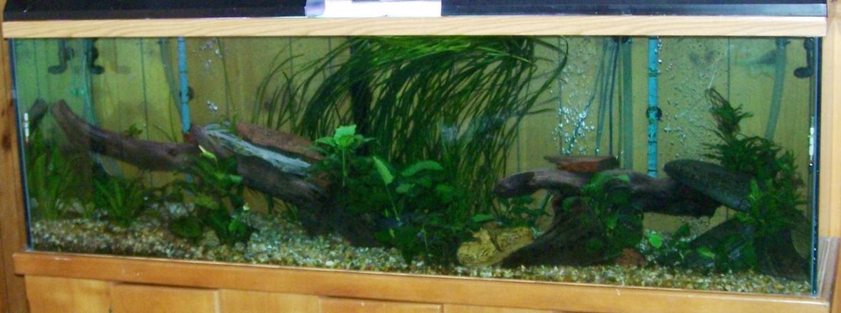 125 gallons planted tank (mostly live plants and fish) - 125 gallon