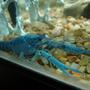 corals inverts - procambarus sp. - hammers cobalt blue lobster stocking in 60 gallons tank - the elusive Sapphire Lobster