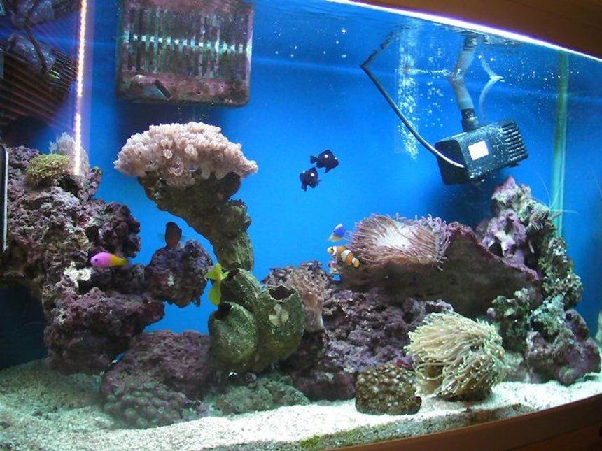 Rated #106: 46 Gallons Reef Tank - Here is my tank now i've added a bit more too it.