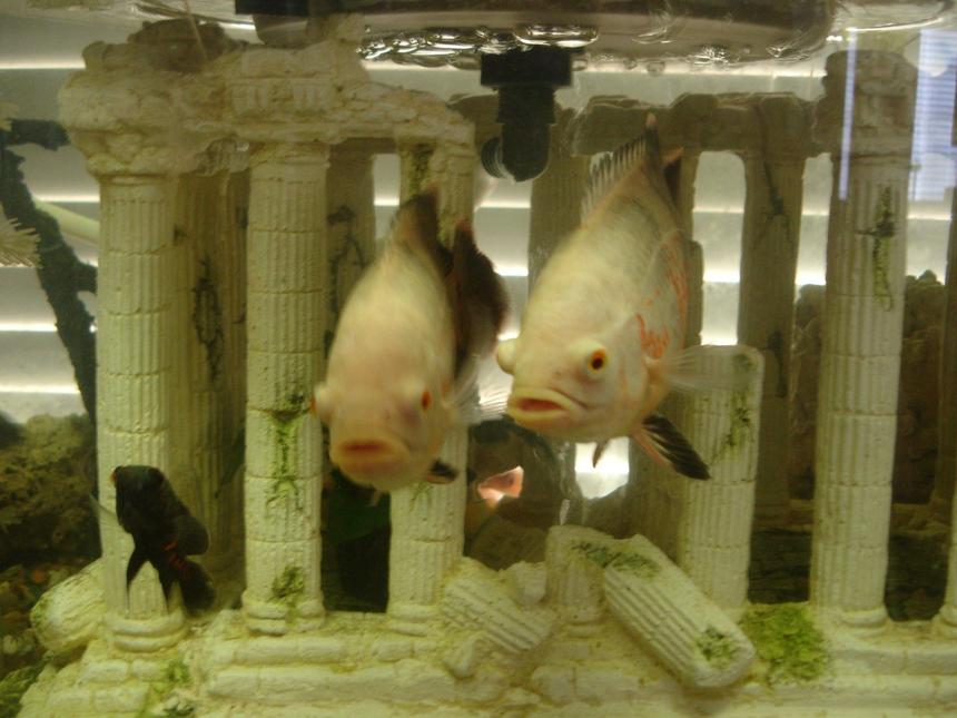Rated #52: Freshwater Fish - Astronotus Ocellatus - Albino Oscar Stocking In 60 Gallons Tank - The twins- Pat & Oscar / with litle Blackie on the side