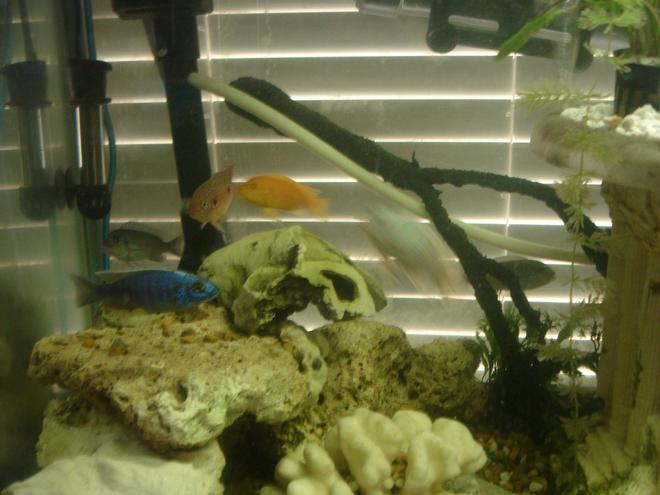 60 gallons freshwater fish tank (mostly fish and non-living decorations) - A get together for a group photo. Of course not everyone decided to show!!