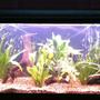 48 gallons planted tank (mostly live plants and fish) - Light Glo 180ltr - Internal Eheim Biopower 160, External Aqua Pro 2 filter, Twin light glo 2 x 54w T8 Lighting unit, Fluval 200w Tronic Heater, 3 Pieces of bogwood, Various live plants and Fine natural gravel.